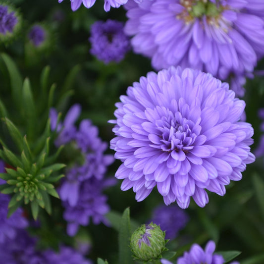 Close-up of brilliant purple puff ball flower of Henry III Purple' Aster - Photo Courtesy of Ball Horticulture