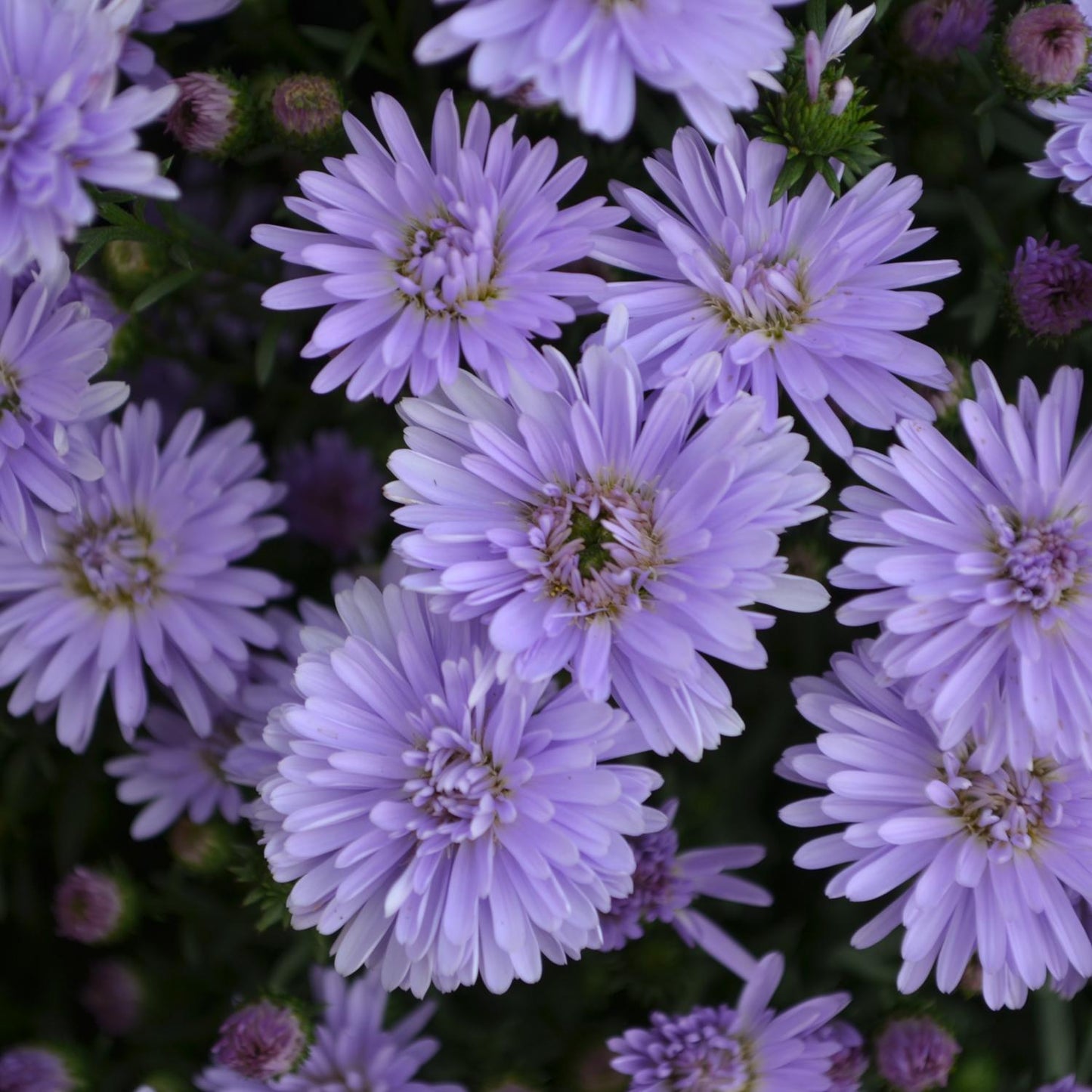A cluster of 'Peter III Blue' Aster flowers blooms in lilac-blue with thin petals and disease-resistant foliage in the background. - Photo Courtesy of Ball Horticulture