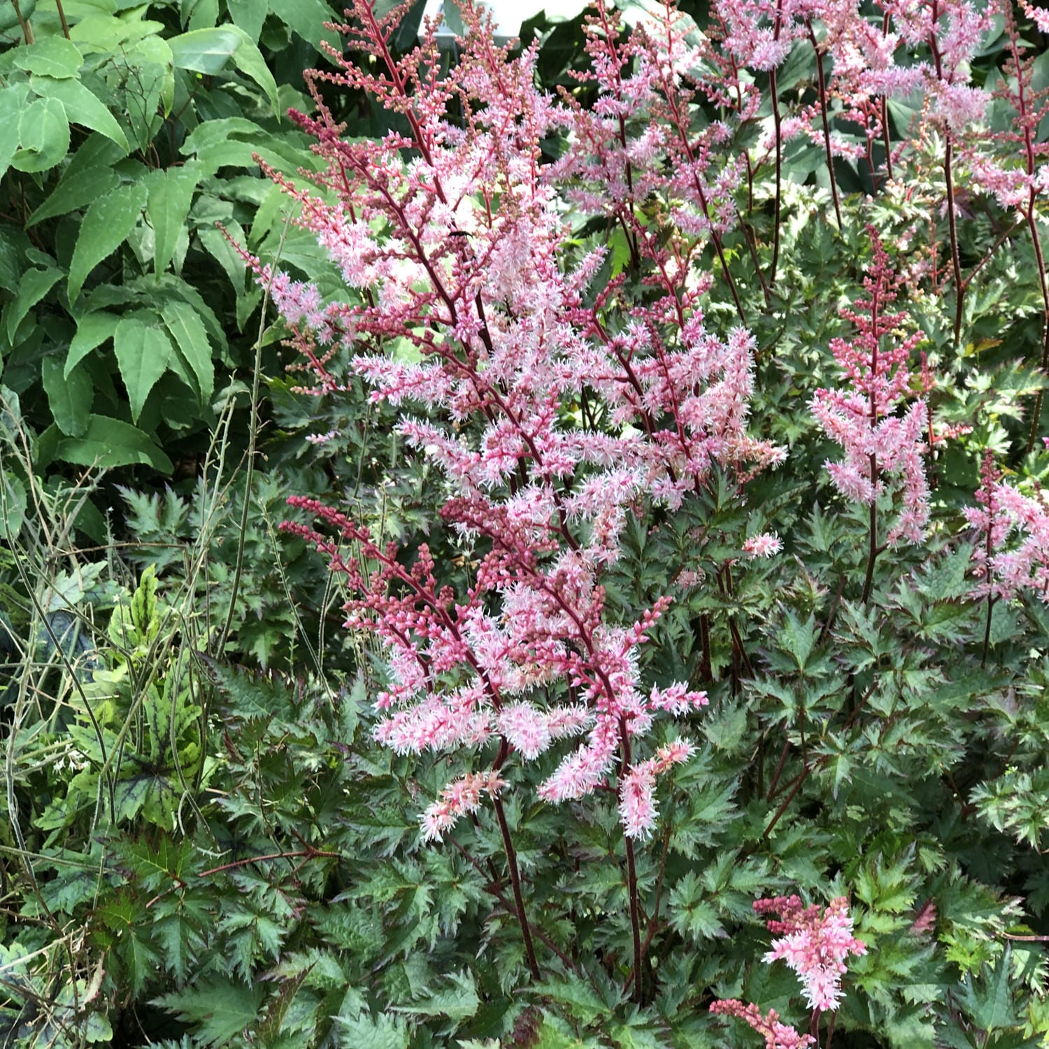 The 'Delft Lace' Japanese Astilbe features salmon pink flowers on red stems with green, serrated leaves, bringing airy beauty to shaded gardens and thriving as a perennial among leafy plants - Photo Property of Garden Crossings LLC.