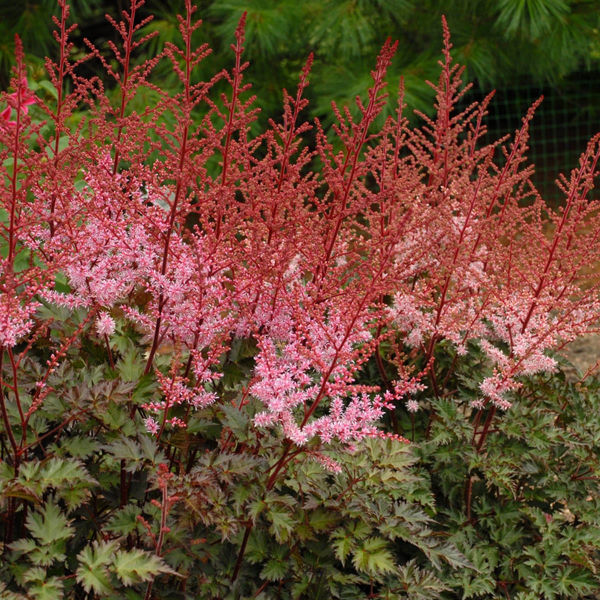 'Delft Lace' Japanese Astilbe features salmon pink blooms and reddish stems above dense dark green foliage, adding graceful color to shaded garden spots in summer - Photo Courtesy of Walters Gardens, Inc.