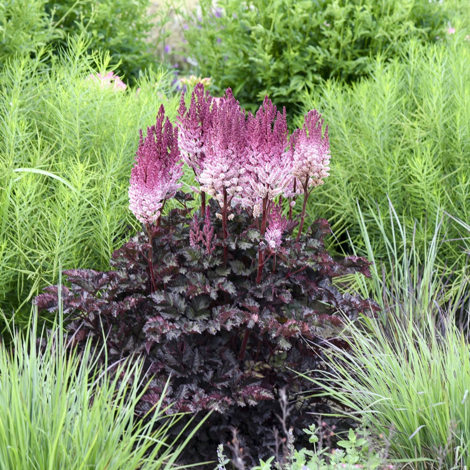 A flowering ornamental plant with dark burgundy-purple foliage and tall pink to white flower spikes, growing in a garden among green grasses and foliage. - Photo Courtesy of Walters Gardens, Inc.