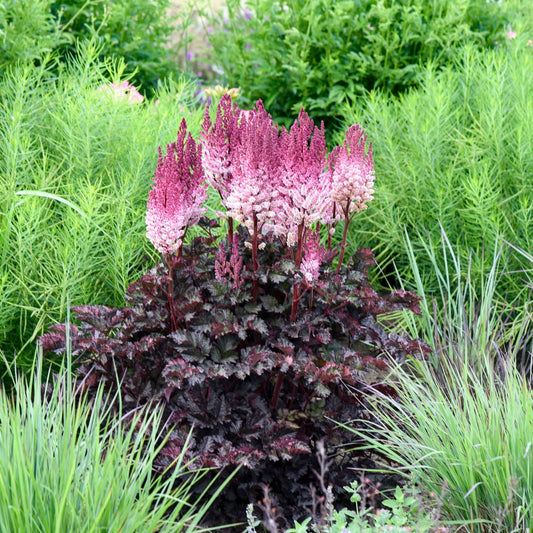 A flowering ornamental plant with dark burgundy-purple foliage and tall pink to white flower spikes, growing in a garden among green grasses and foliage. - Photo Courtesy of Walters Gardens, Inc.
