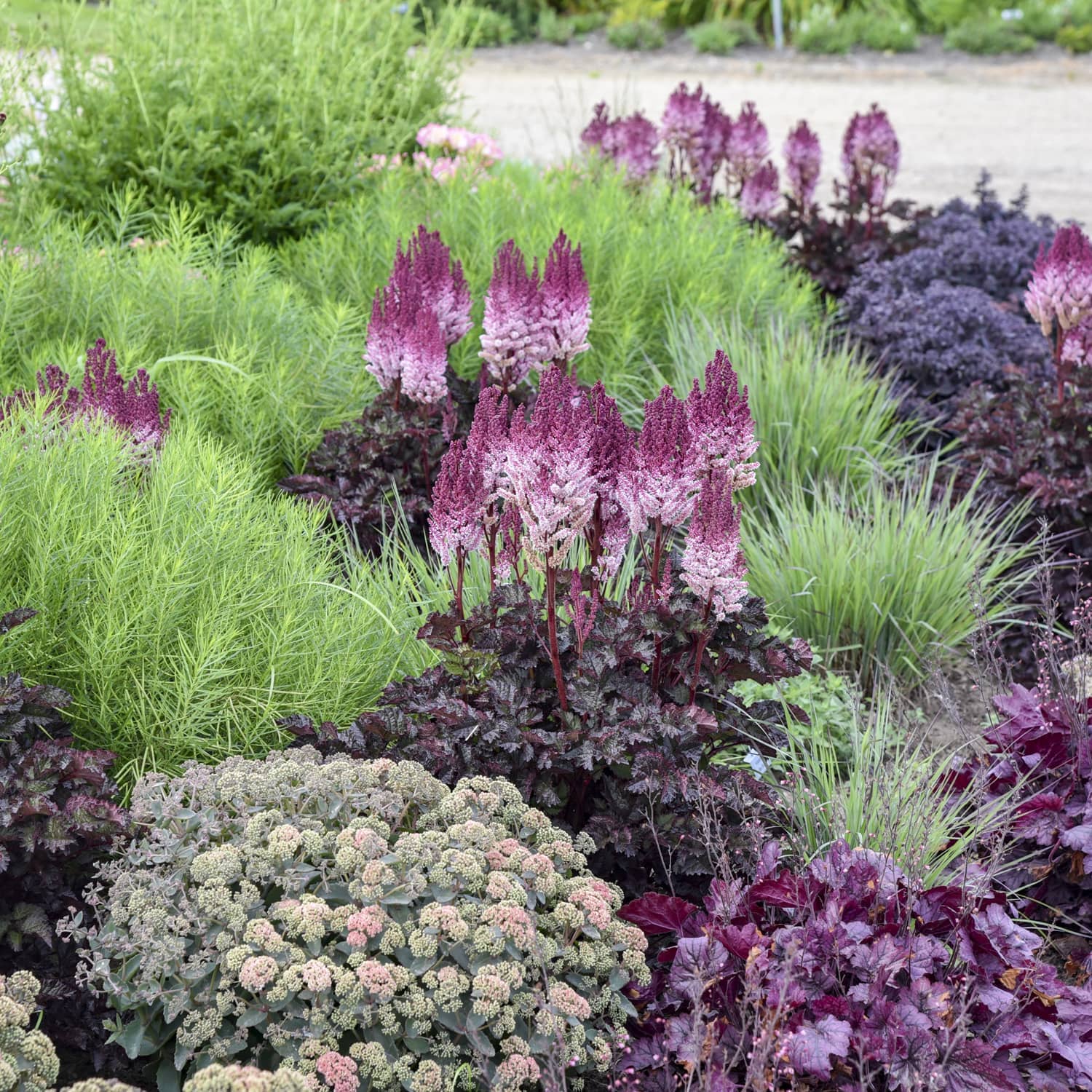 A garden bed filled with ornamental foliage, featuring prominent pinkish-purple cockscomb flowers, deep burgundy leaves, bright green fiddle-leaf figs, and pale pink rhododendron in the foreground. - Photo Courtesy of Walters Gardens, Inc.
