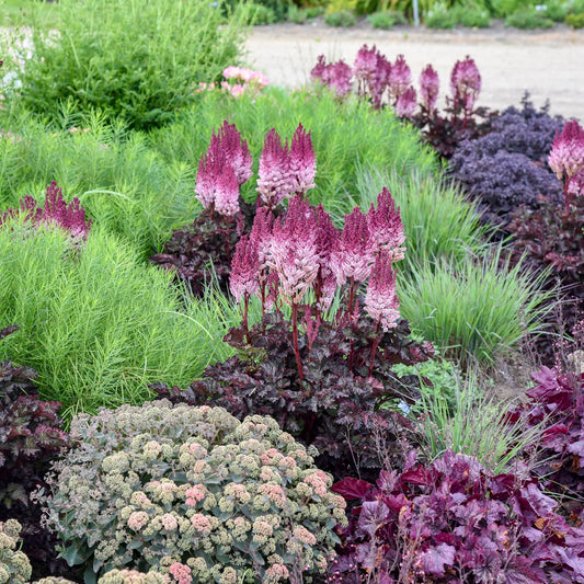 A garden bed filled with ornamental foliage, featuring prominent pinkish-purple cockscomb flowers, deep burgundy leaves, bright green fiddle-leaf figs, and pale pink rhododendron in the foreground. - Photo Courtesy of Walters Gardens, Inc.