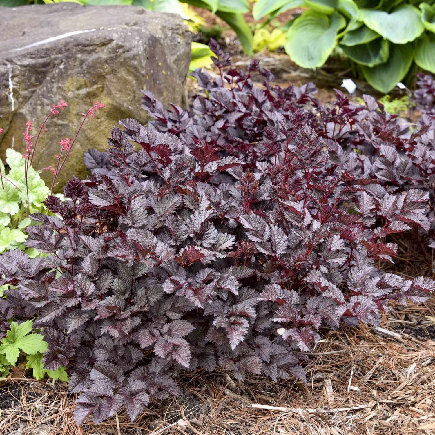 A dense groundcover plant with deeply textured, serrated leaves in a dark burgundy-purple color, shown growing in a garden bed with mulch, a large stone, and other green plants. - Photo Courtesy of Walters Gardens, Inc.