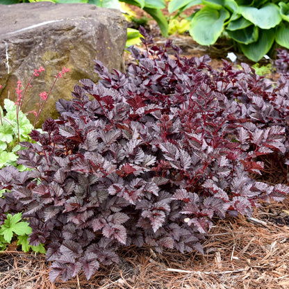 A dense groundcover plant with deeply textured, serrated leaves in a dark burgundy-purple color, shown growing in a garden bed with mulch, a large stone, and other green plants. - Photo Courtesy of Walters Gardens, Inc.