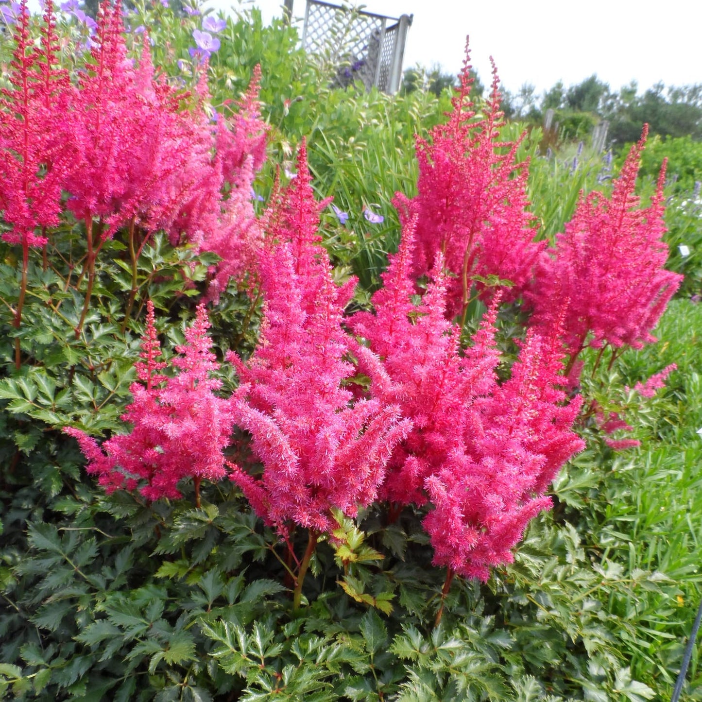 Rise and Shine' Chinese Astilbe - Photo Property of Garden Crossings LLC