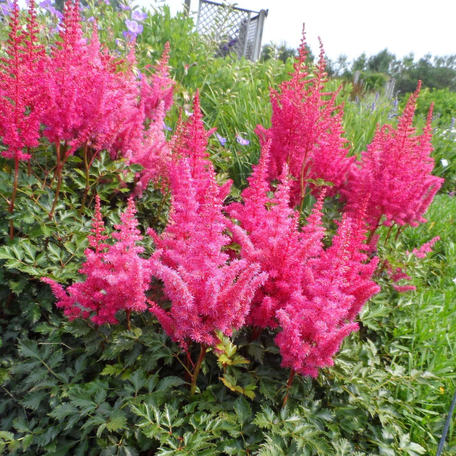 Rise and Shine' Chinese Astilbe - Photo Property of Garden Crossings LLC