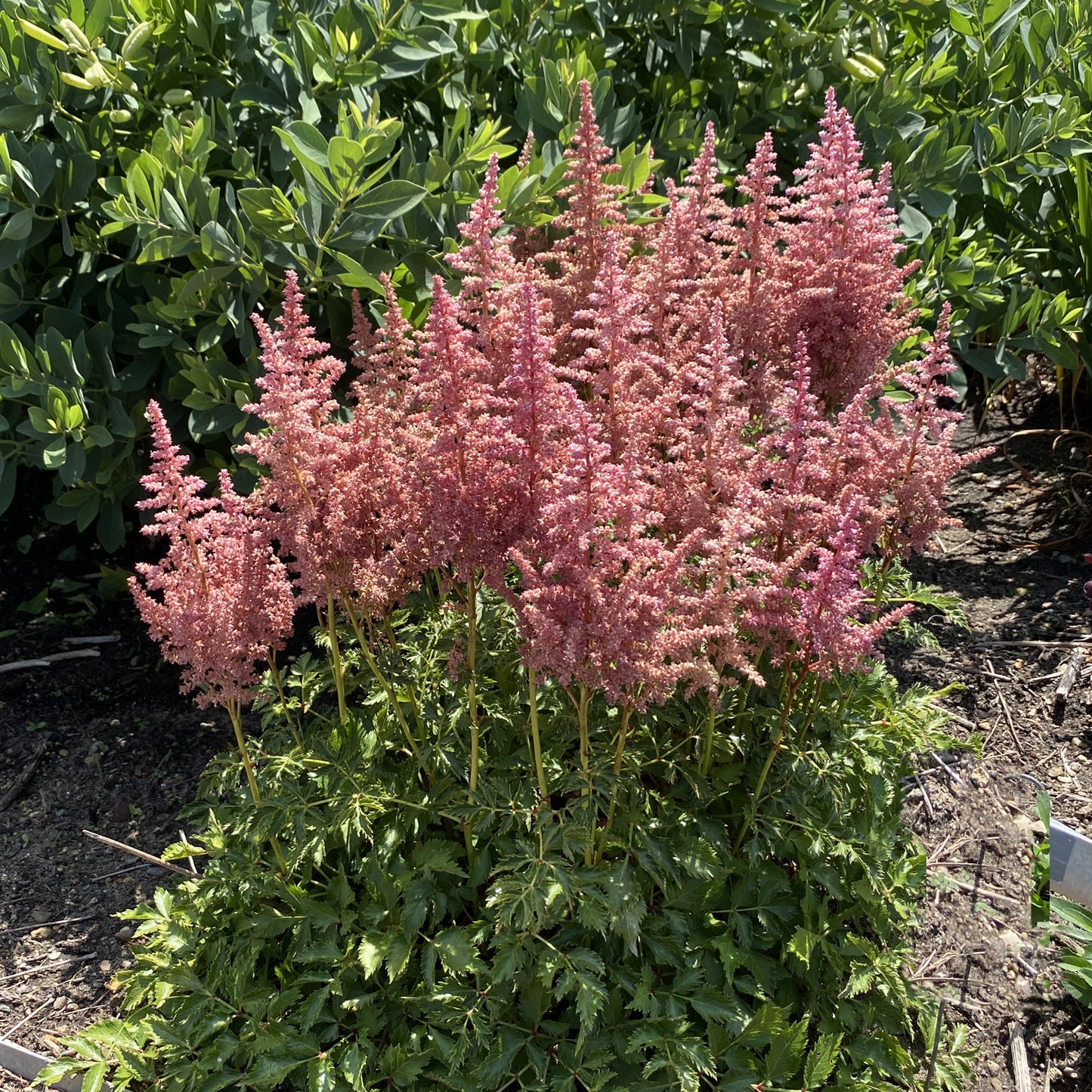 Rise and Shine' Chinese Astilbe - Photo Property of Garden Crossings LLC
