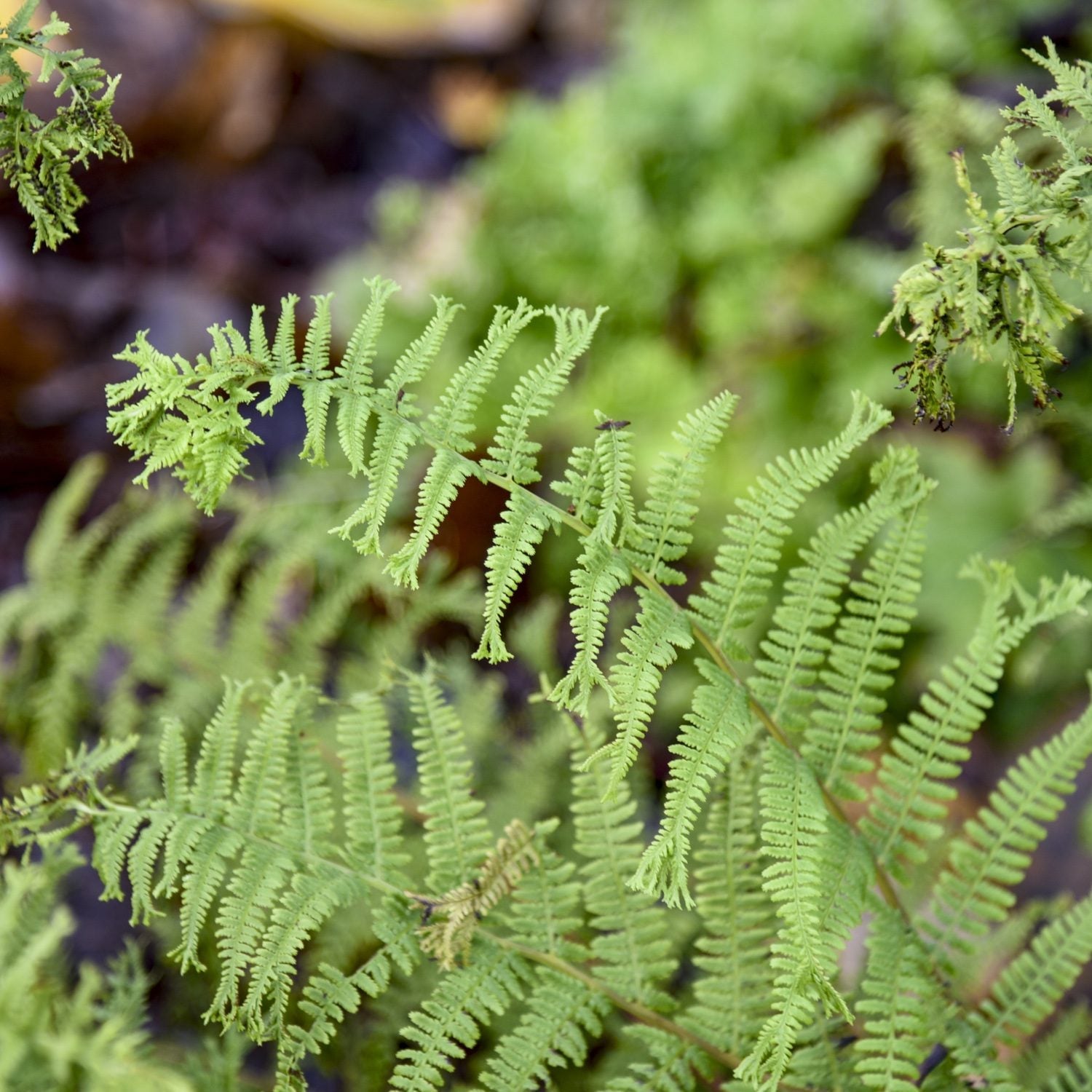 Close-up of 'Fronds Forever' Lady Fern (Athyrium) shows its delicate, feathery green fronds in focus. The blurred natural background highlights the plant's striking foliage - Photo Courtesy of Proven Winners, Inc.
