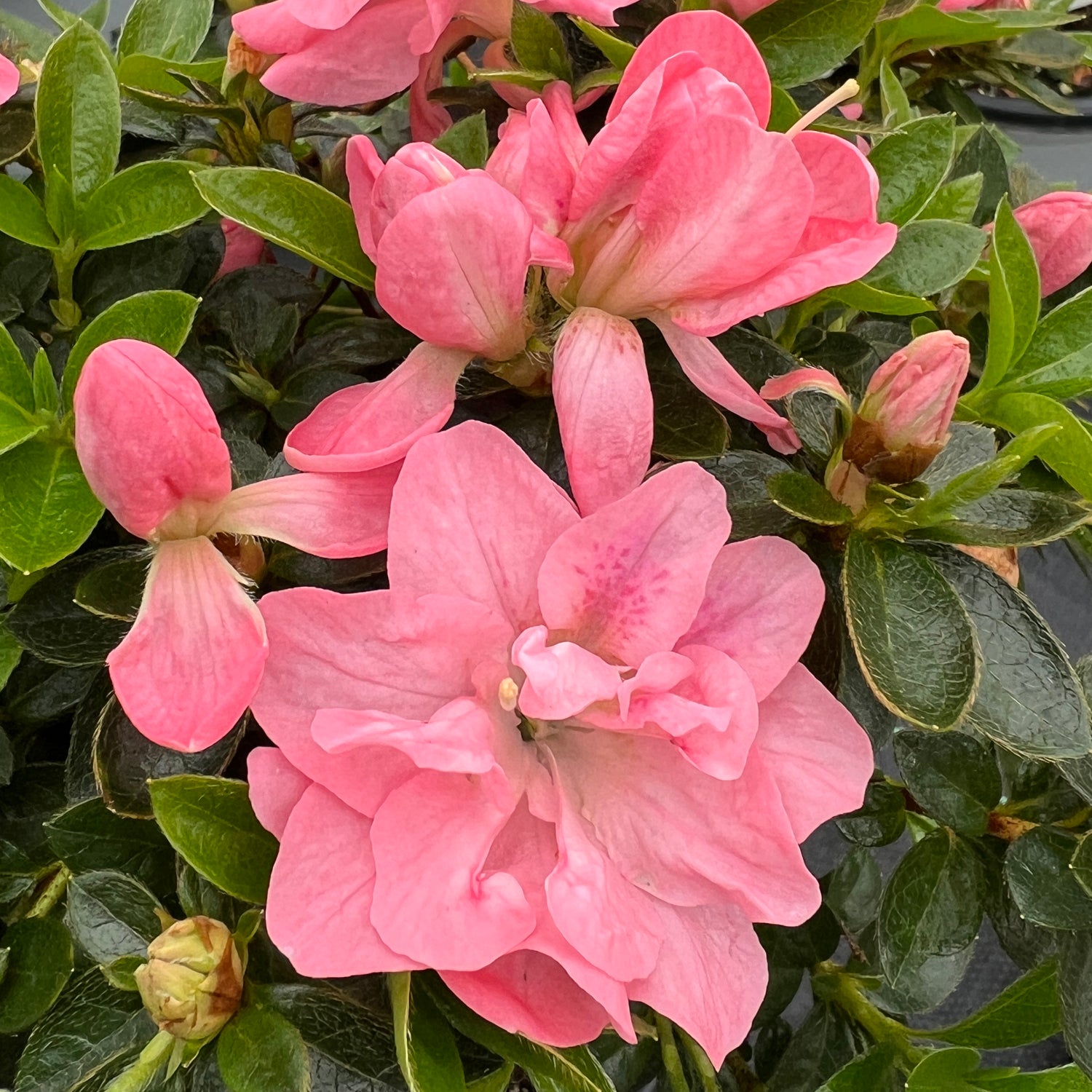 Perfecto Mundo Pink Carpet® Azalea (Rhododendron)