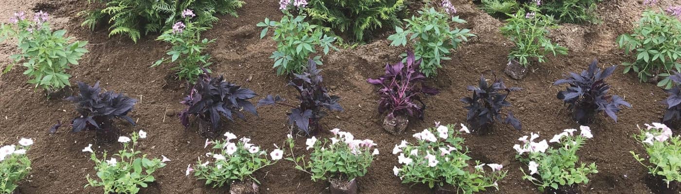 Plants planted in rows