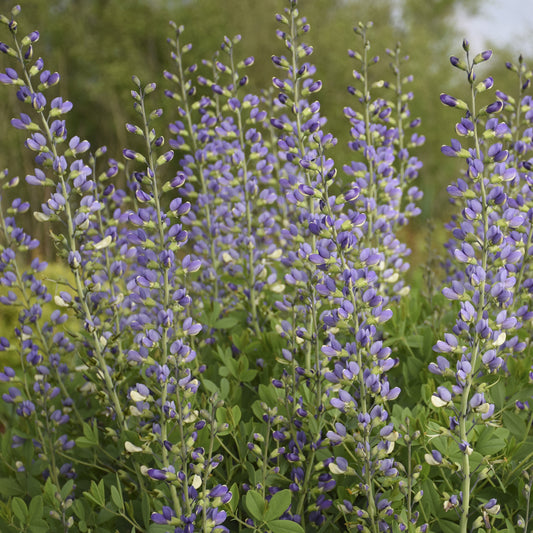 Decadence® Deluxe 'Blue Bubbly' False Indigo (Baptisia) features tall stems of purple and pale blue flowers with small green leaves grows densely, standing out beautifully against lush garden greenery - Photo Courtesy of Proven Winners, Inc.
