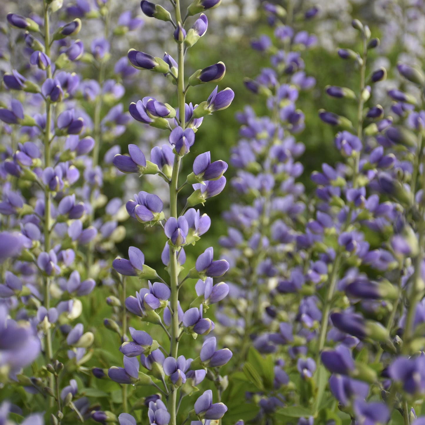 Decadence® Deluxe 'Blue Bubbly' False Indigo (Baptisia) - Photo Courtesy of Proven Winners, Inc.