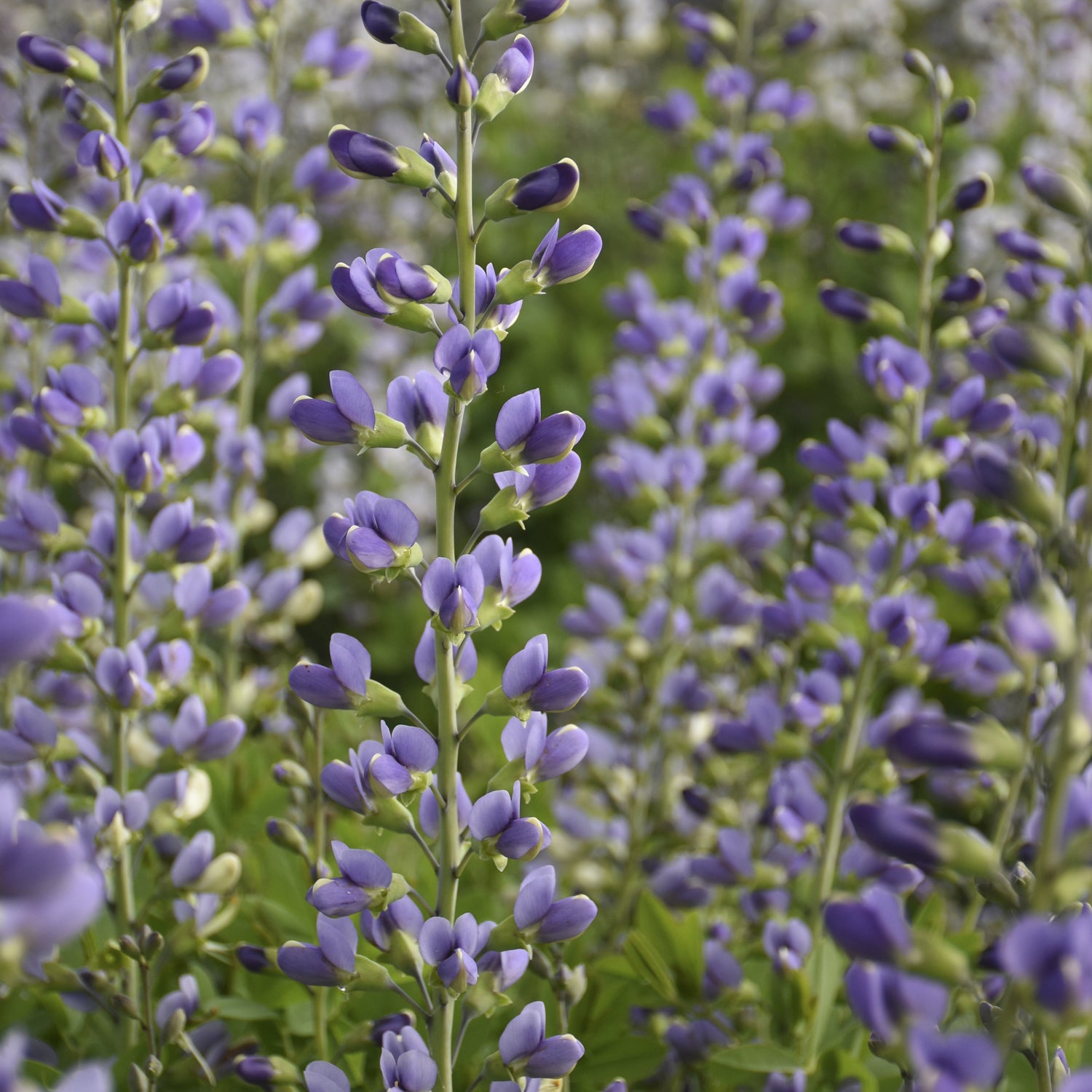 Decadence® Deluxe 'Blue Bubbly' False Indigo (Baptisia) - Photo Courtesy of Proven Winners, Inc.