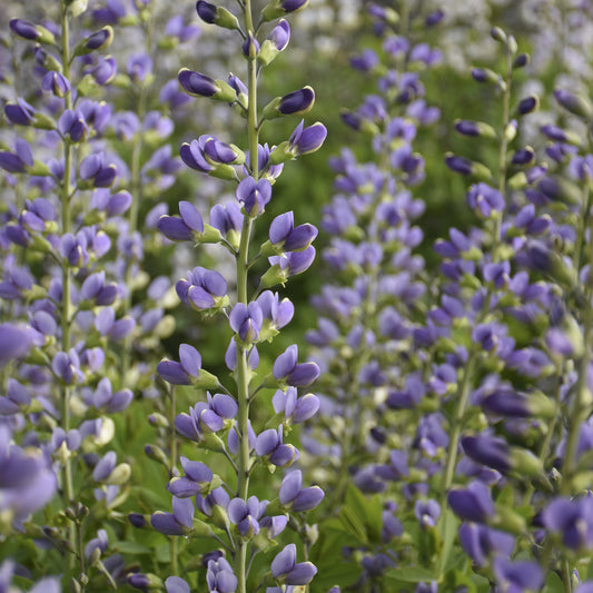 Close-up of clusters of tall, upright stems with small purple and white flowers bloom among green foliage. Decadence® Deluxe 'Blue Bubbly' False Indigo (Baptisia) adds striking beauty to the garden - Photo Courtesy of Proven Winners, Inc.