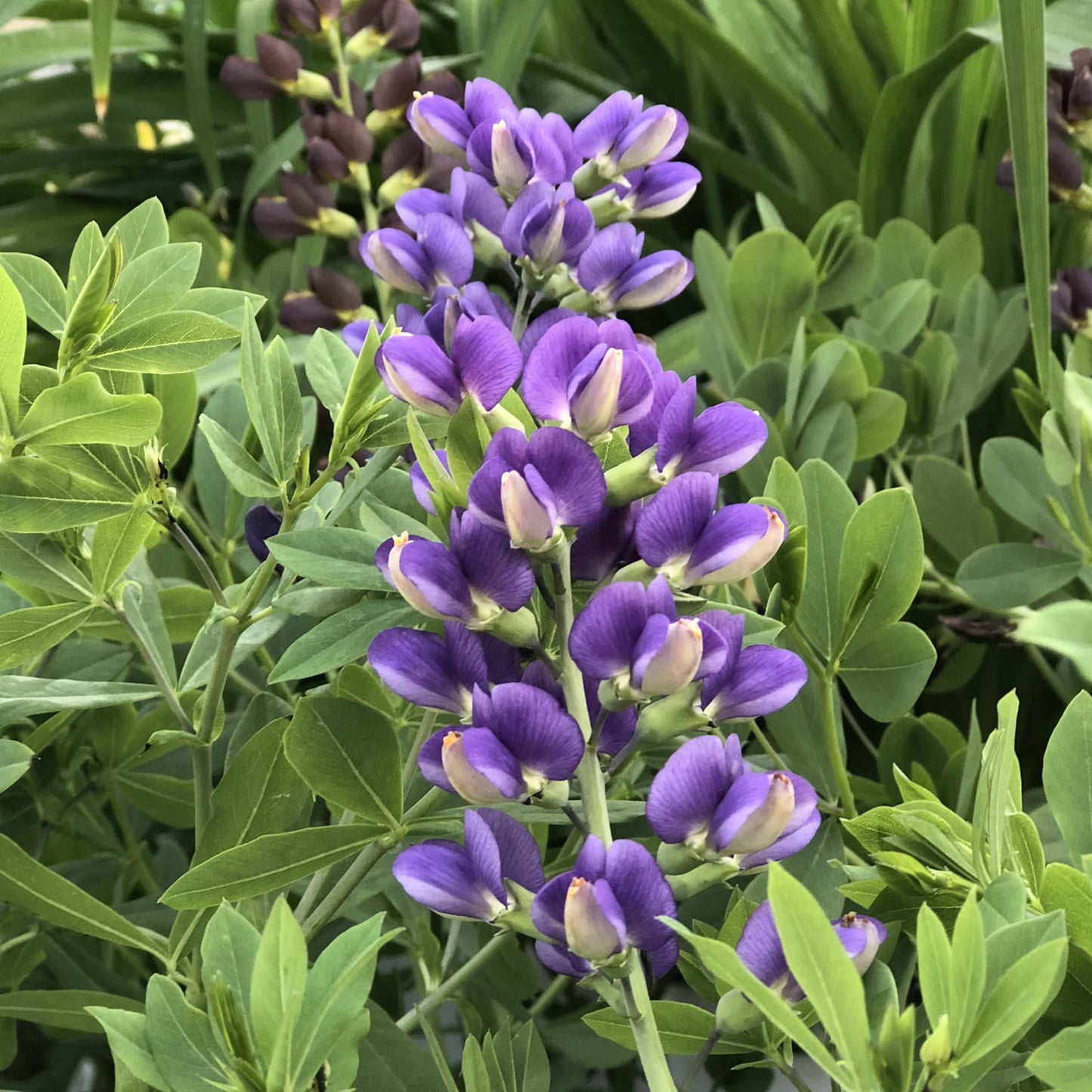 Decadence® 'Blueberry Sundae' False Indigo (Baptisia) - Photo Property of Garden Crossings LLC