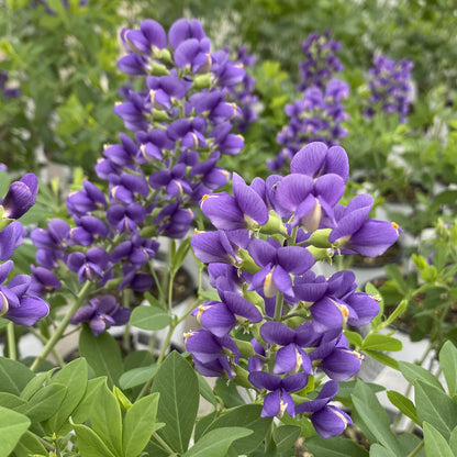 Decadence® 'Blueberry Sundae' False Indigo (Baptisia) - Photo Property of Garden Crossings LLC