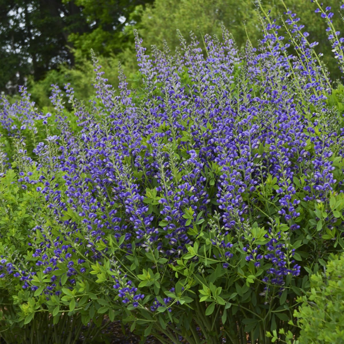Decadence® 'Blueberry Sundae' False Indigo (Baptisia) - Photo Courtesy of Proven Winners, Inc.