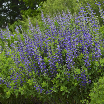 Decadence® 'Blueberry Sundae' False Indigo (Baptisia) - Photo Courtesy of Proven Winners, Inc.