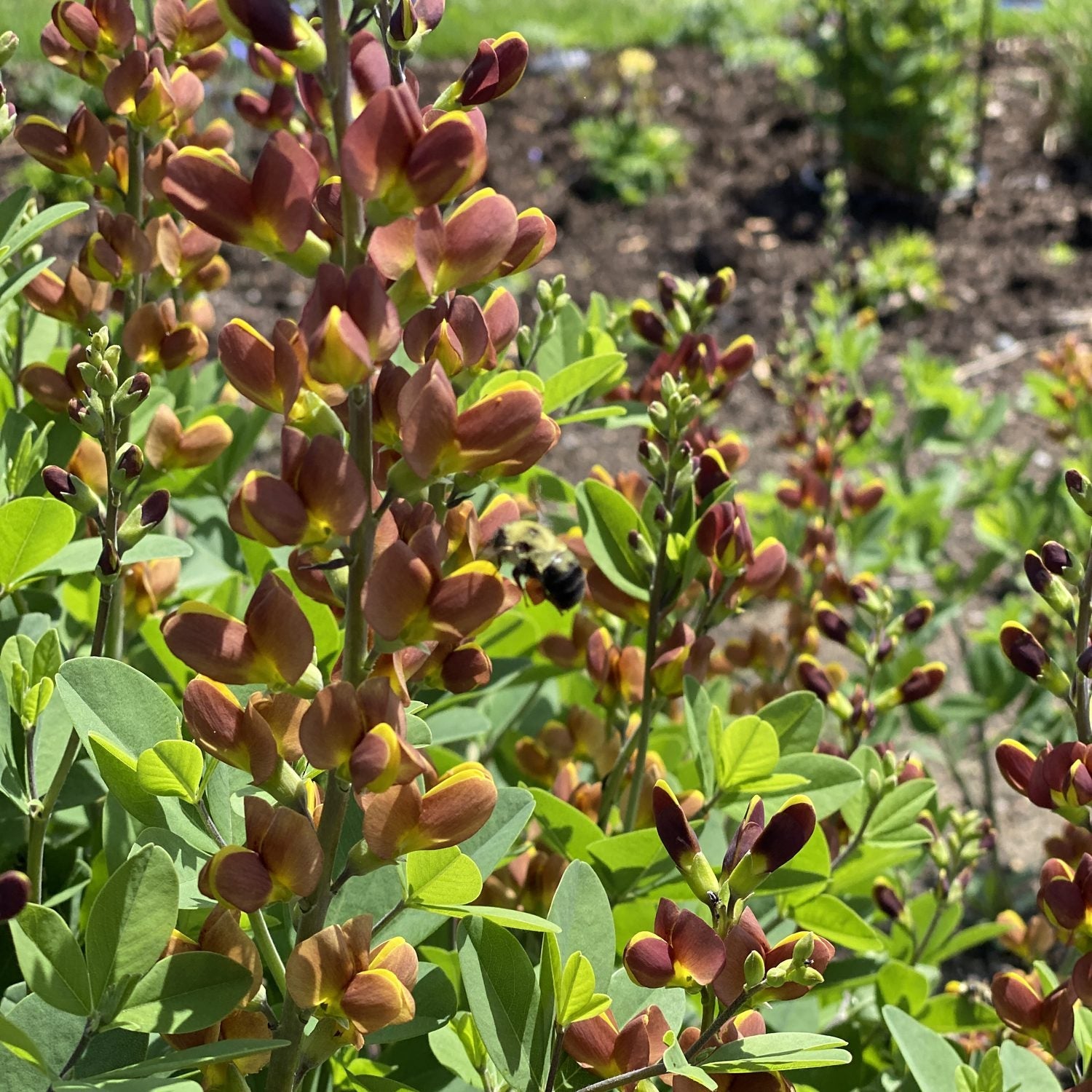 Decadence 'Cherries Jubilee' False Indigo - Thumbnail 4