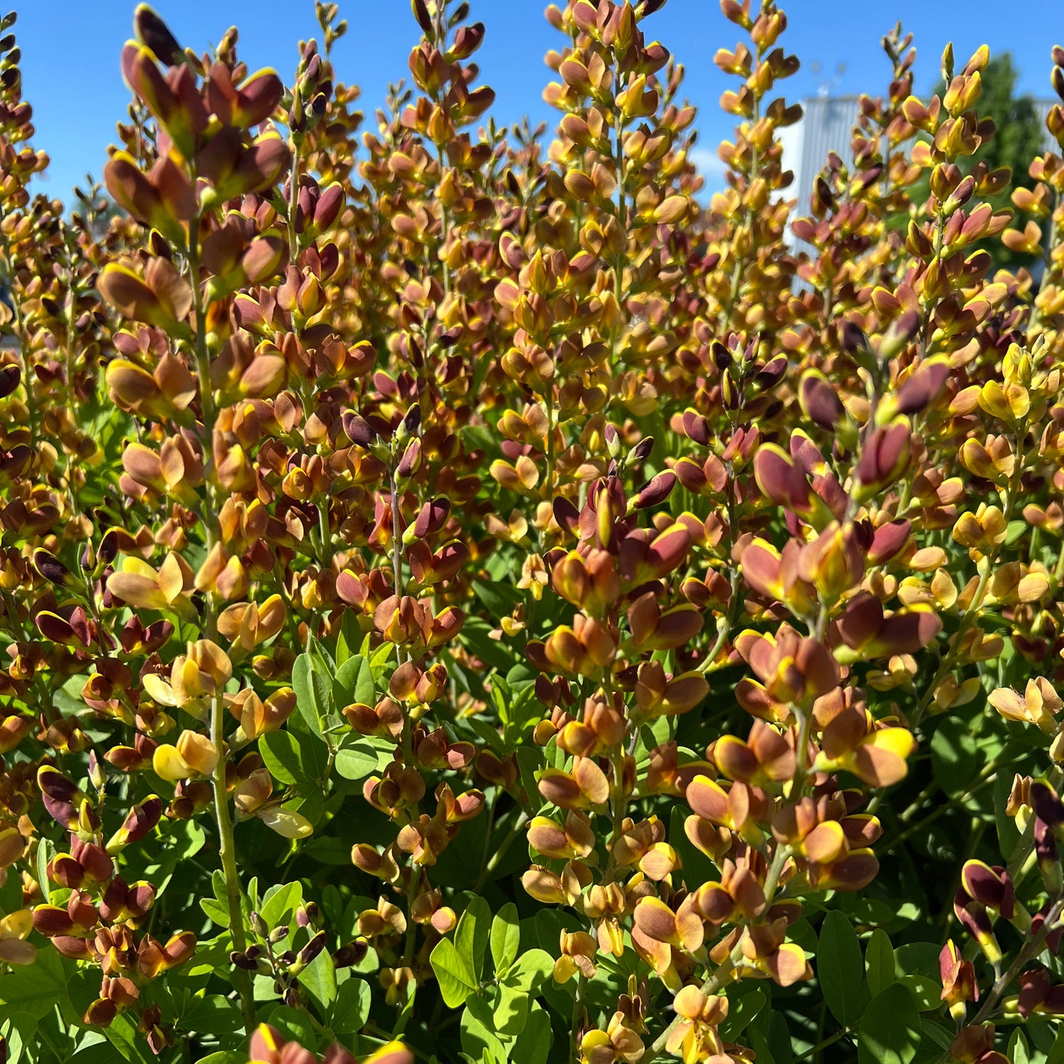Decadence 'Cherries Jubilee' False Indigo