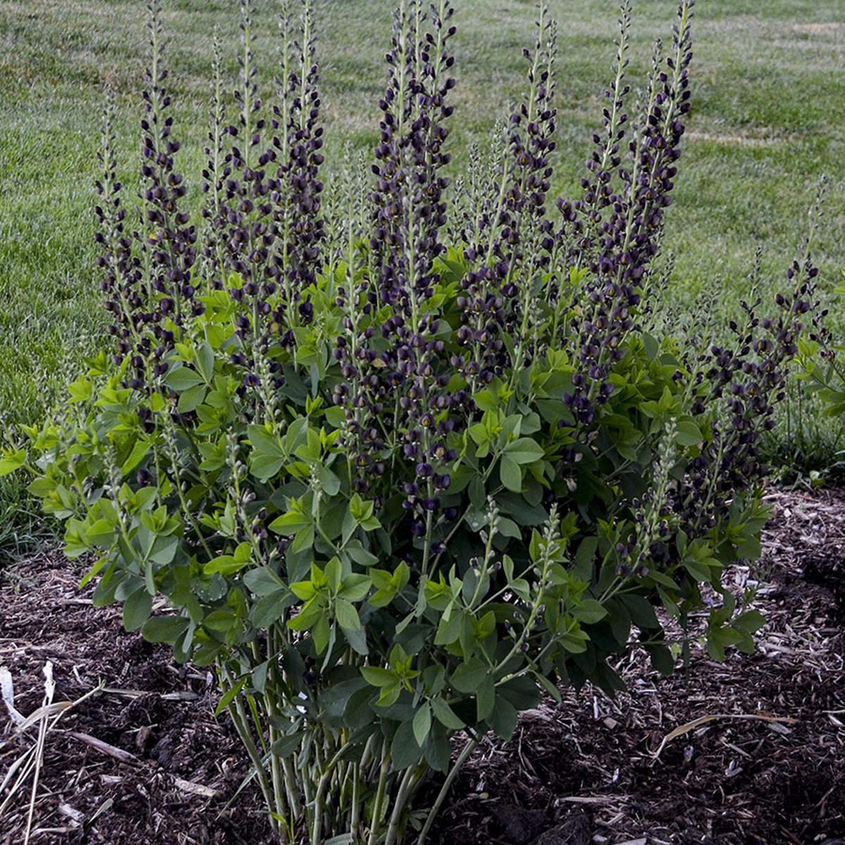 Decadence®'Dark Chocolate' False Indigo (Baptisia) - Photo Courtesy of Proven Winners, Inc.