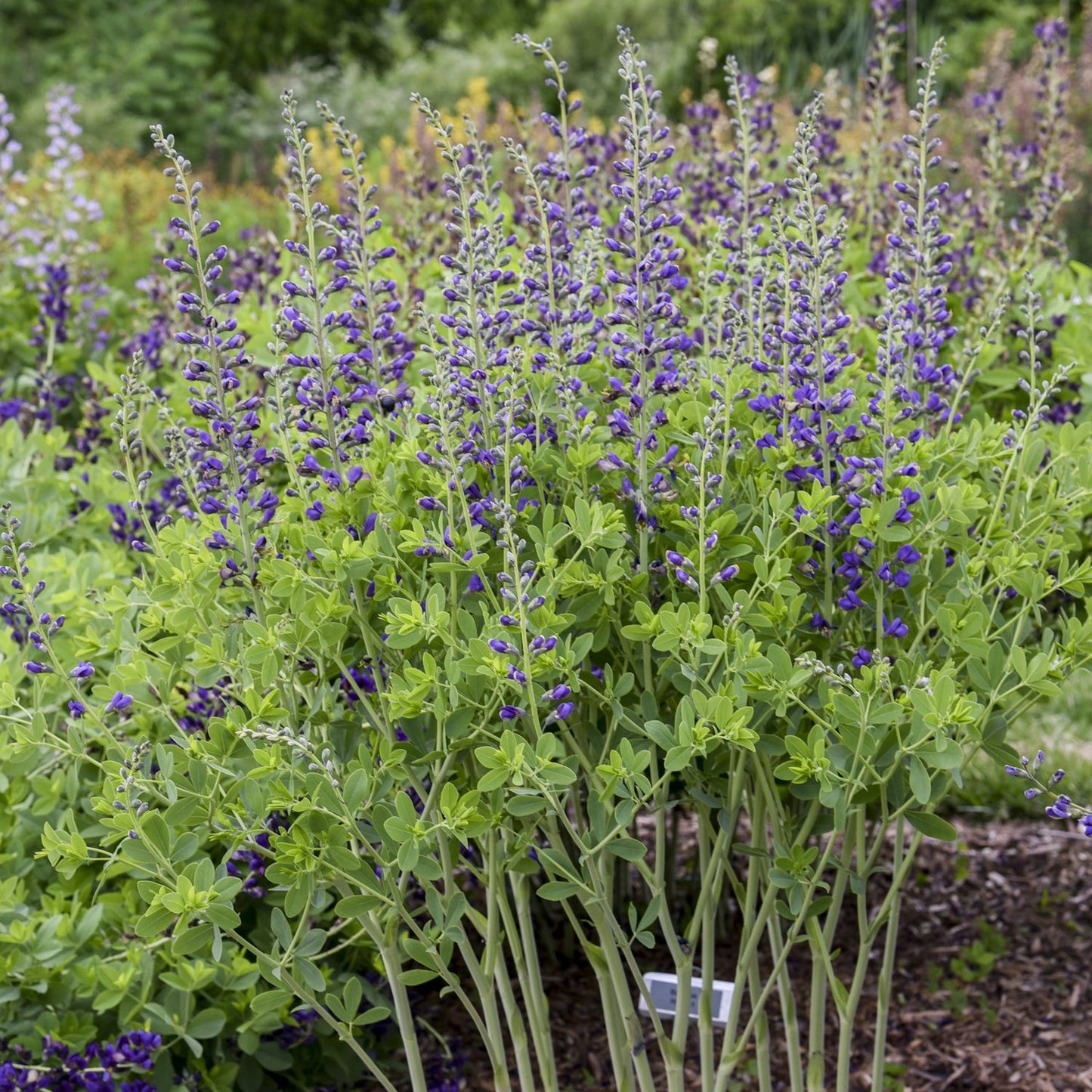 Decadence® Deluxe 'Periwinkle Popsicle' False Indigo (Baptisia) - Photo Courtesy of Walters Gardens, Inc.