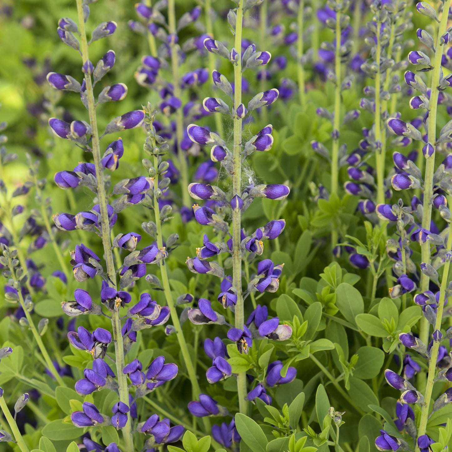 Decadence® Deluxe 'Periwinkle Popsicle' False Indigo (Baptisia) - Photo Courtesy of Walters Gardens, Inc.