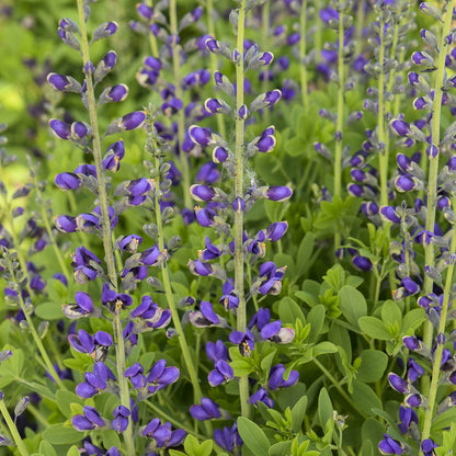 Decadence® Deluxe 'Periwinkle Popsicle' False Indigo (Baptisia) - Photo Courtesy of Walters Gardens, Inc.