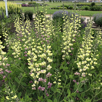 Decadence® Deluxe 'Pink Lemonade' False Indigo (Baptisia) - Photo Property of Garden Crossings LLC