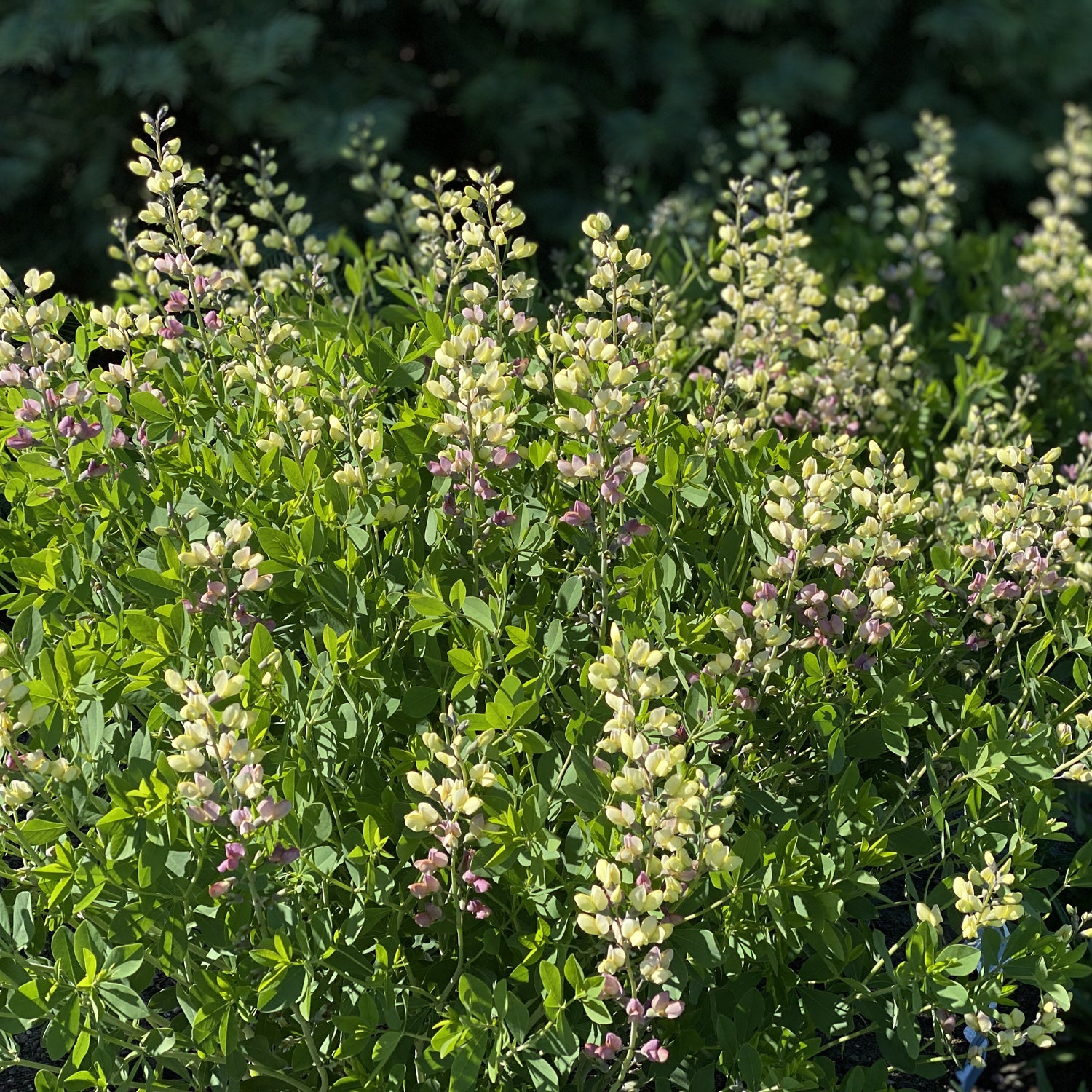 Decadence® Deluxe 'Pink Lemonade' False Indigo (Baptisia) - Photo Property of Garden Crossings LLC