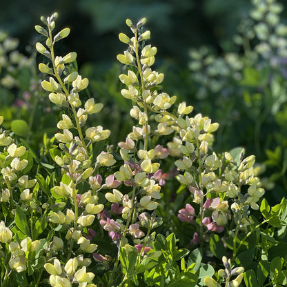 Decadence® Deluxe 'Pink Lemonade' False Indigo (Baptisia) - Photo Property of Garden Crossings LLC
