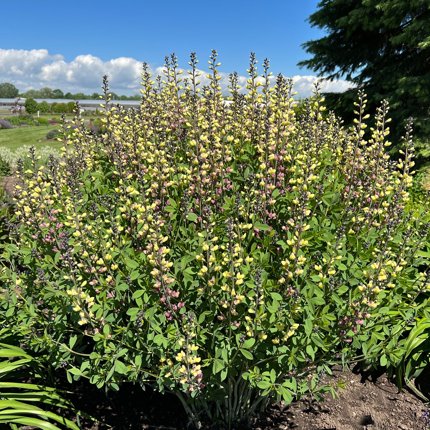 Decadence® Deluxe 'Pink Lemonade' False Indigo (Baptisia) - Photo Property of Garden Crossings LLC
