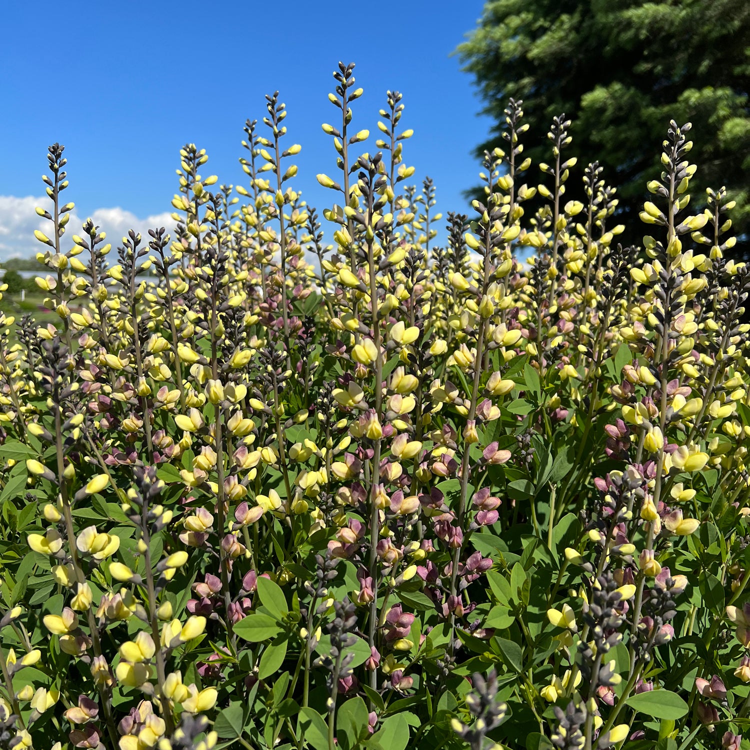 Decadence® Deluxe 'Pink Lemonade' False Indigo (Baptisia) - Photo Property of Garden Crossings LLC