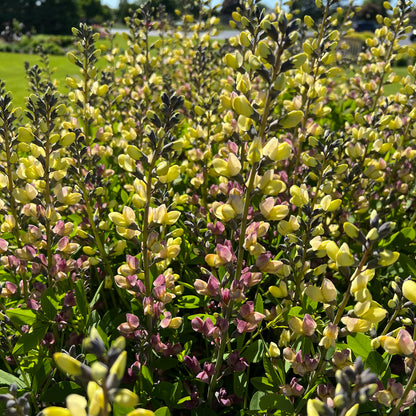 Decadence® Deluxe 'Pink Lemonade' False Indigo (Baptisia) - Photo Property of Garden Crossings LLC