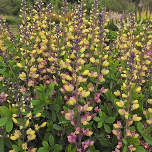 Decadence® Deluxe 'Pink Lemonade' False Indigo (Baptisia) - Photo Courtesy of Proven Winners, Inc.