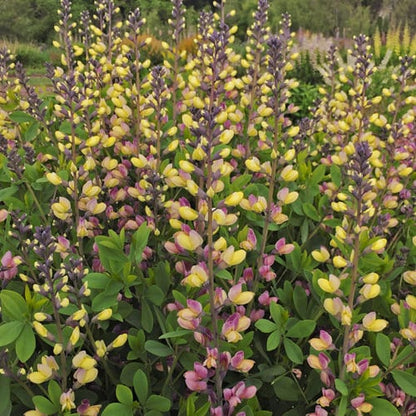 Decadence® Deluxe 'Pink Lemonade' False Indigo (Baptisia) - Photo Courtesy of Proven Winners, Inc.