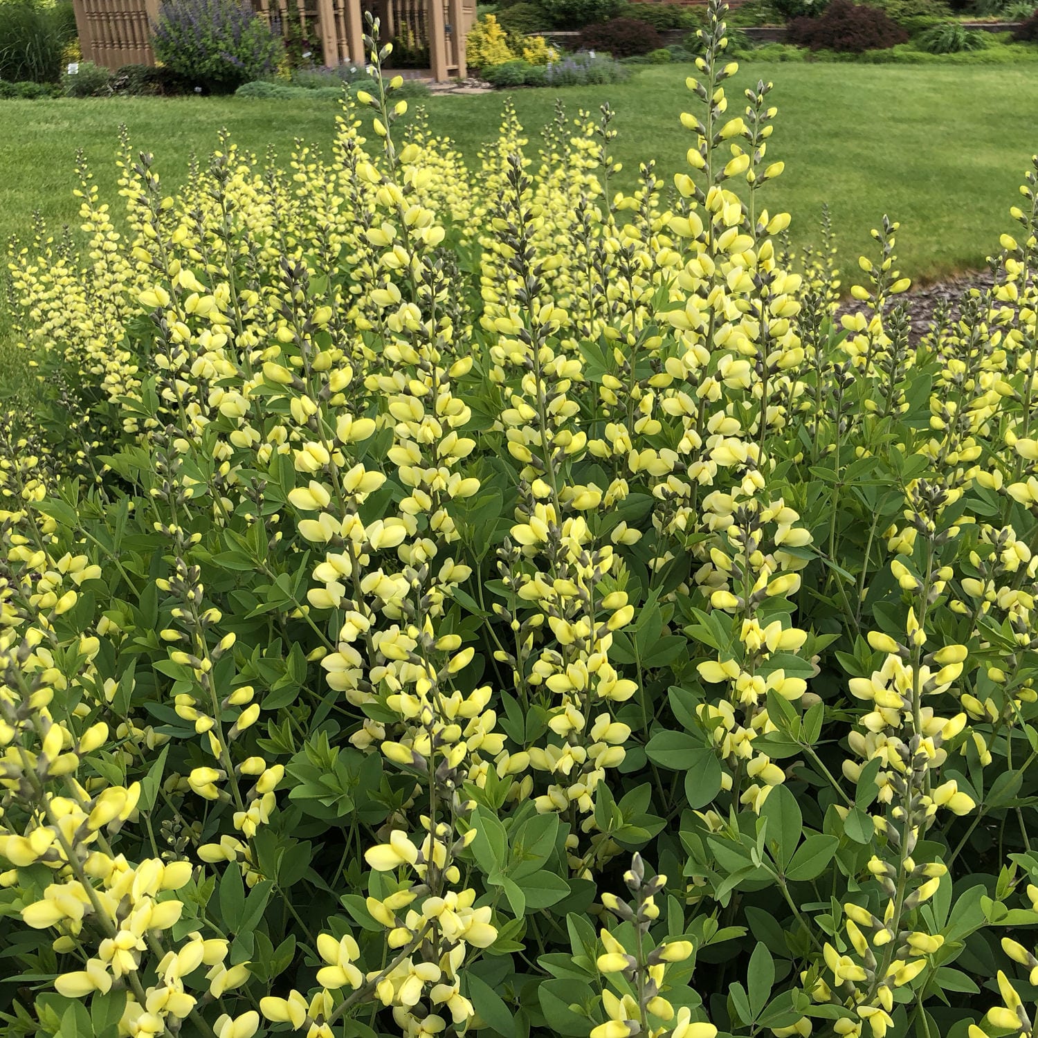 Decadence® 'Lemon Meringue' False Indigo (Baptisia) from Proven Winners features vibrant yellow blooms and lush green foliage, growing densely in gardens bordered by grass lawns and garden structures in the background - Photo Property of Garden Crossings LLC.