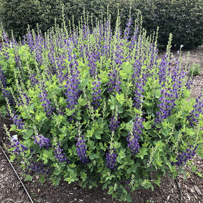 Decadence® 'Sparkling Sapphires' False Indigo (Baptisia) - Photo Property of Garden Crossings LLC