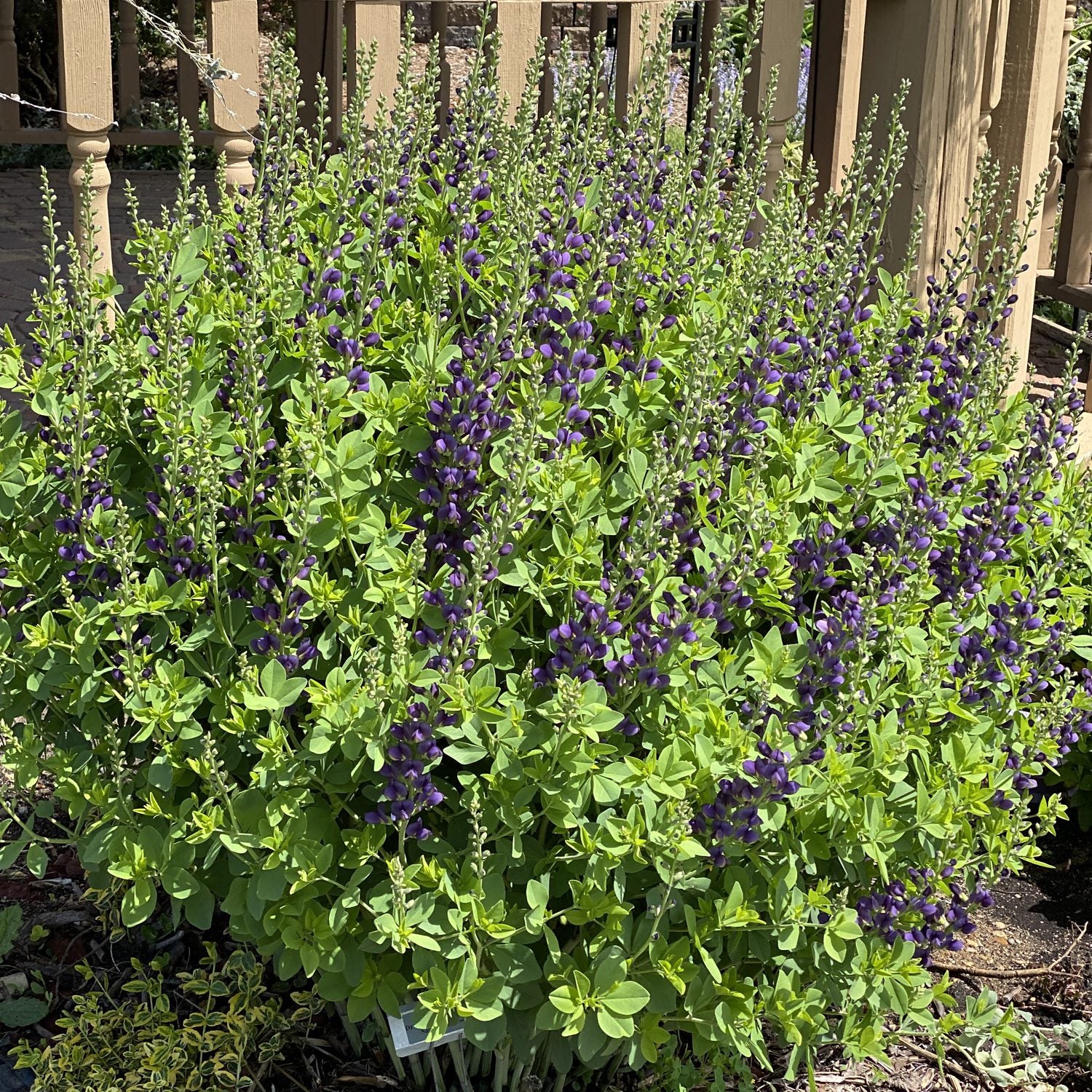 Decadence® 'Sparkling Sapphires' False Indigo (Baptisia) - Photo Property of Garden Crossings LLC