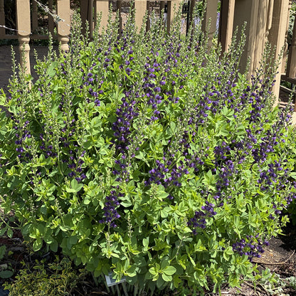 Decadence® 'Sparkling Sapphires' False Indigo (Baptisia) - Photo Property of Garden Crossings LLC