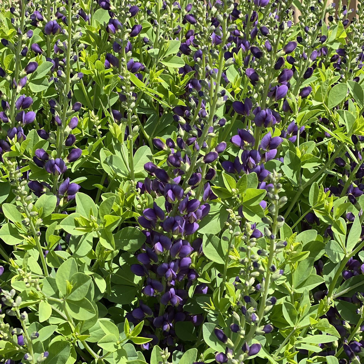 Decadence® 'Sparkling Sapphires' False Indigo (Baptisia) - Photo Property of Garden Crossings LLC