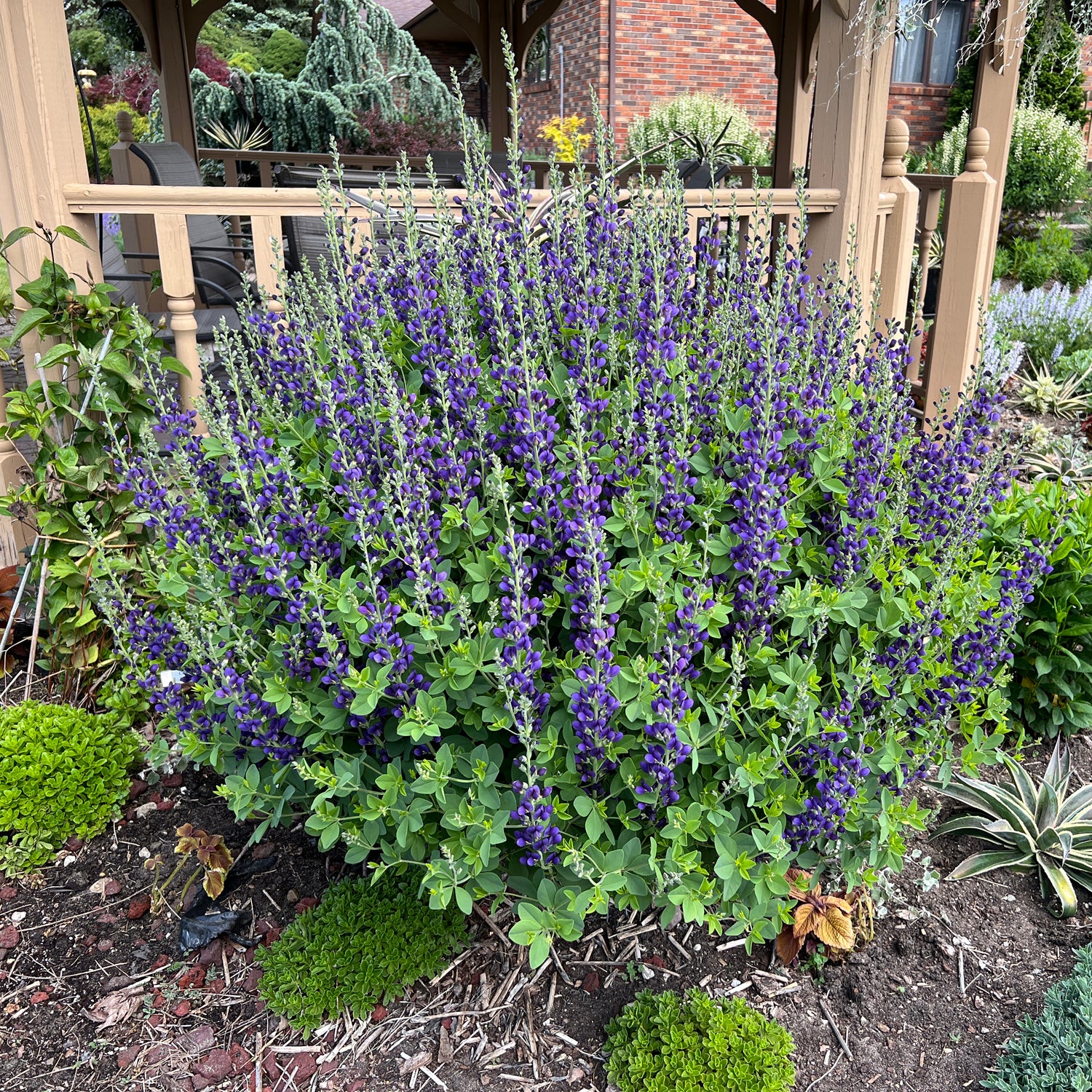 Decadence® 'Sparkling Sapphires' False Indigo (Baptisia) - Photo Property of Garden Crossings LLC