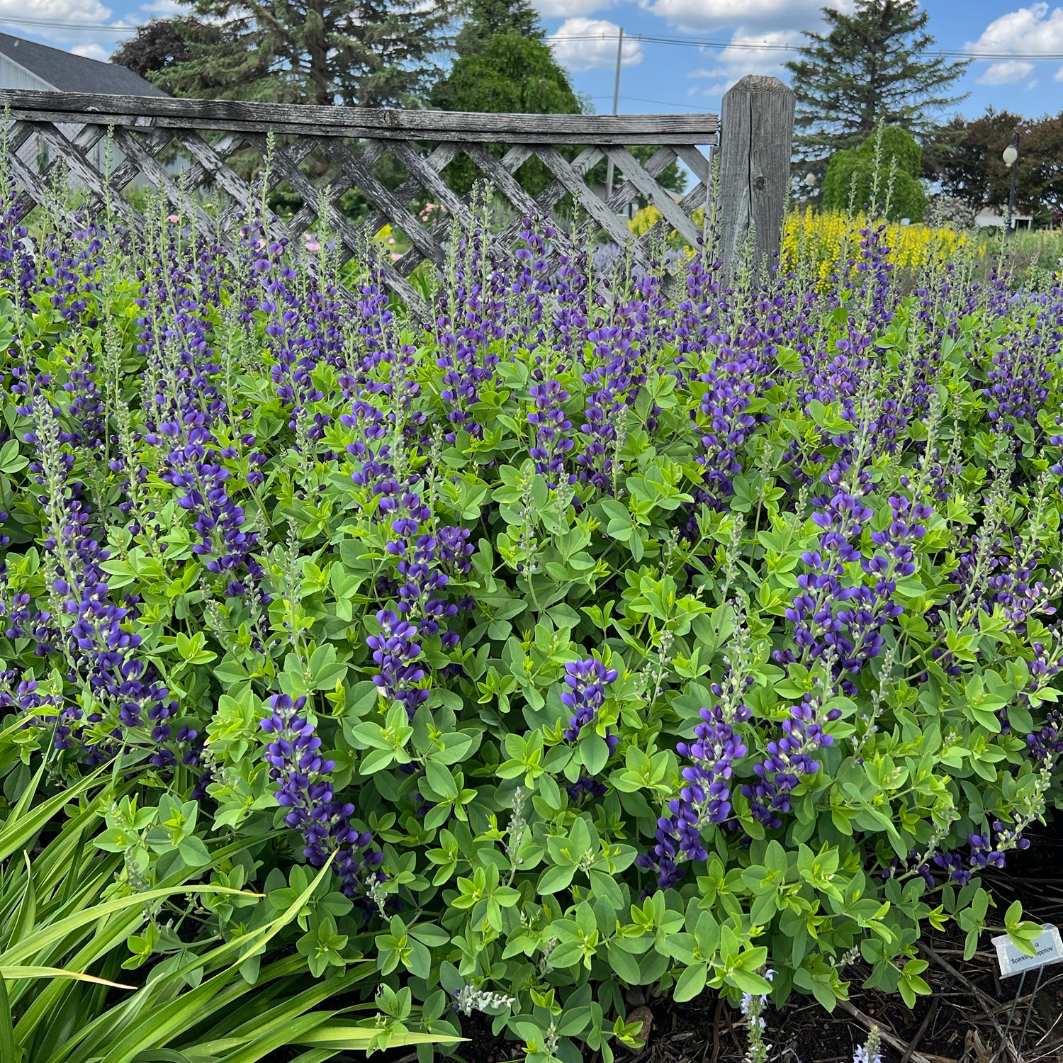 Decadence® 'Sparkling Sapphires' False Indigo (Baptisia) - Photo Property of Garden Crossings LLC