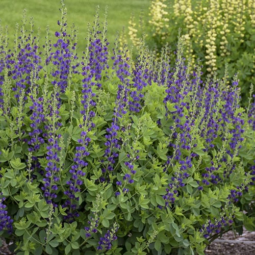Decadence® 'Sparkling Sapphires' False Indigo (Baptisia) - Photo Courtesy of Walters Gardens, Inc.