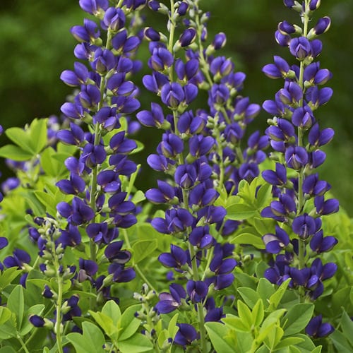 Decadence® 'Sparkling Sapphires' False Indigo (Baptisia) - Photo Courtesy of Walters Gardens, Inc.