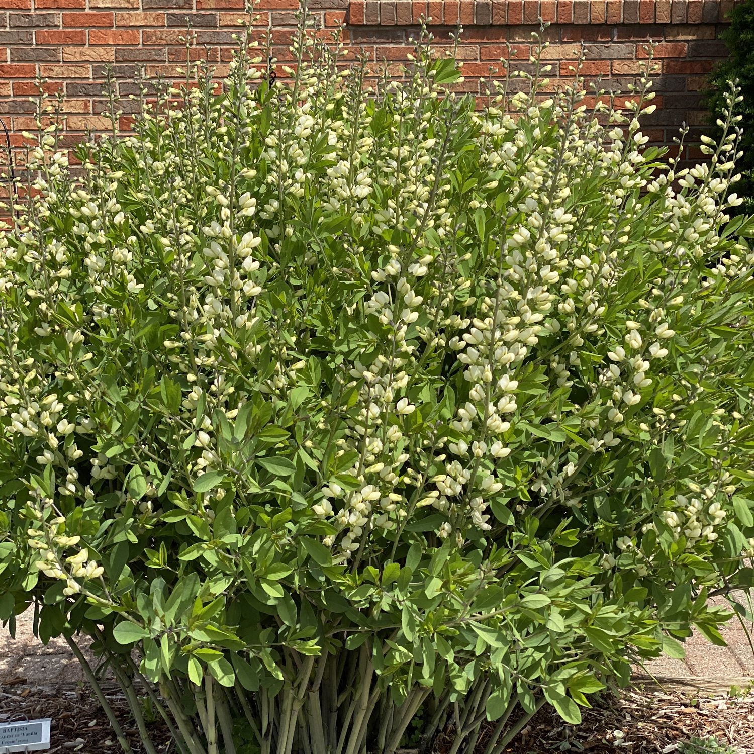 Decadence® 'Vanilla Cream II' False Indigo (Baptisia) - Photo Property of Garden Crossings LLC