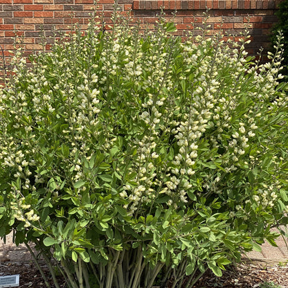 Decadence® 'Vanilla Cream II' False Indigo (Baptisia) - Photo Property of Garden Crossings LLC