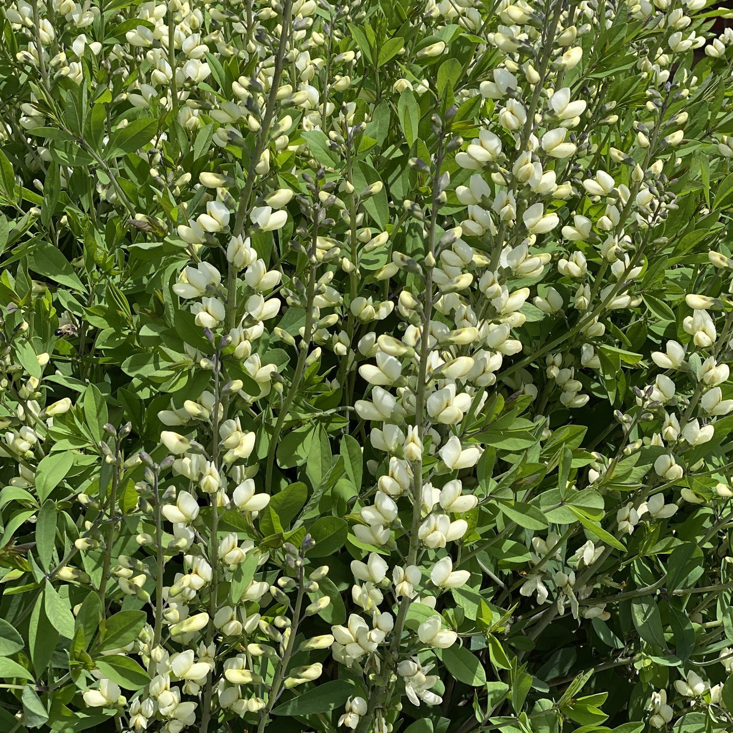 Decadence® 'Vanilla Cream II' False Indigo (Baptisia) - Photo Property of Garden Crossings LLC